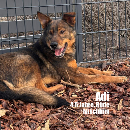 Hundepatenschaft – Gemeinsam für eine bessere Zukunft