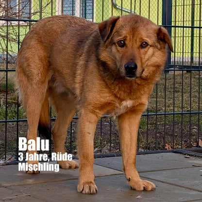 Hundepatenschaft – Gemeinsam für eine bessere Zukunft