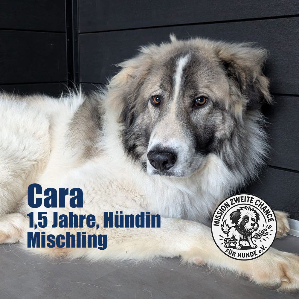 Hundepatenschaft – Gemeinsam für seinen Weg