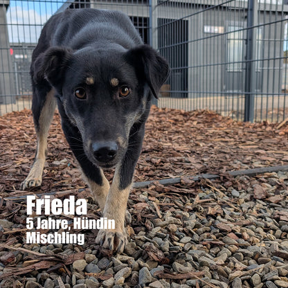 Hundepatenschaft – Gemeinsam für eine bessere Zukunft