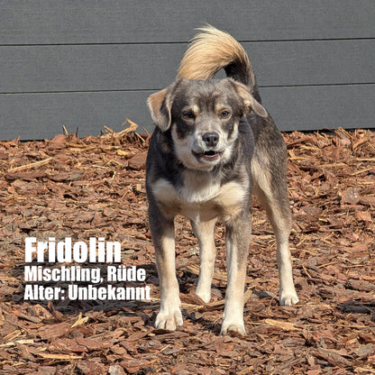 Hundepatenschaft – Gemeinsam für eine bessere Zukunft