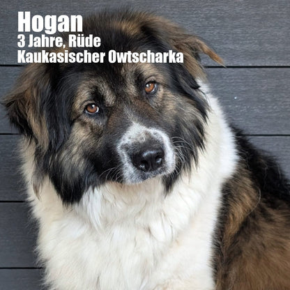 Hundepatenschaft – Gemeinsam für eine bessere Zukunft