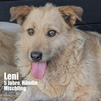 Hundepatenschaft – Gemeinsam für eine bessere Zukunft