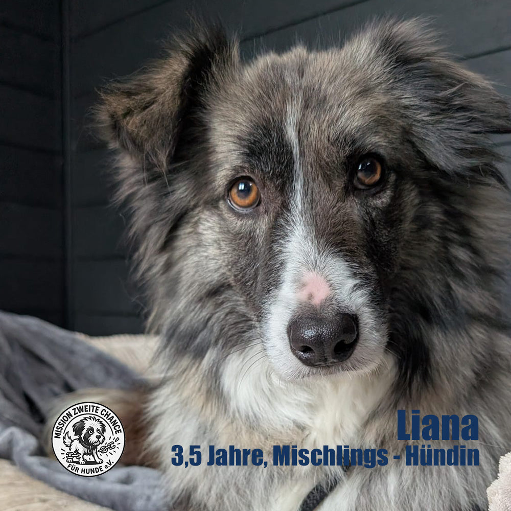 Hundepatenschaft – Gemeinsam für seinen Weg