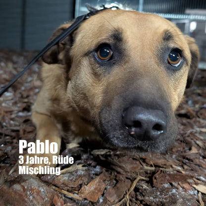 Hundepatenschaft – Gemeinsam für eine bessere Zukunft