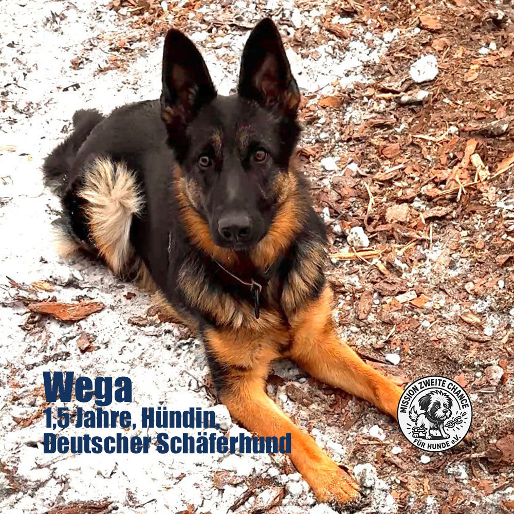 Hundepatenschaft – Gemeinsam für seinen Weg