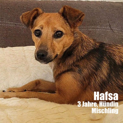 Hundepatenschaft – Gemeinsam für eine bessere Zukunft