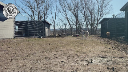 Hundepatenschaft – Gemeinsam für eine bessere Zukunft